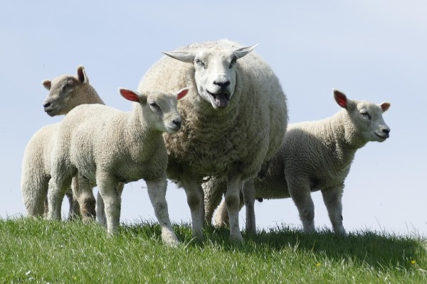 Izvoz 40.000 jagnjadi čeka državni pečat