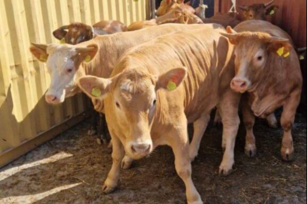 Stočari:  HITNO izgradite luku na Dunavu za utovar goveda i ovaca