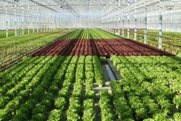 Odgovori na pet pitanja koja čuvaju novac budućem agro-investitoru