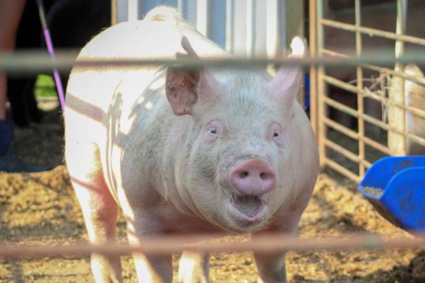 Evropski viškovi prazne srpske obore: Farmeri u minusu, dok je roba u rafovima i dalje skupa