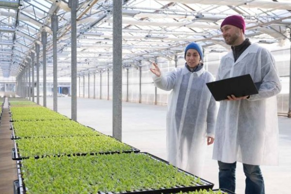 Da li je vertikalno povrtarstvo osuđeno na bankrot? Pouke iz propasti vertikalnih farmi 