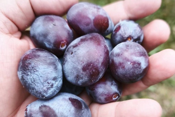Miris tradicije u čašici: Osnovno što treba da znate o uzgoju i pravoj vrednosti šljive crvene ranke