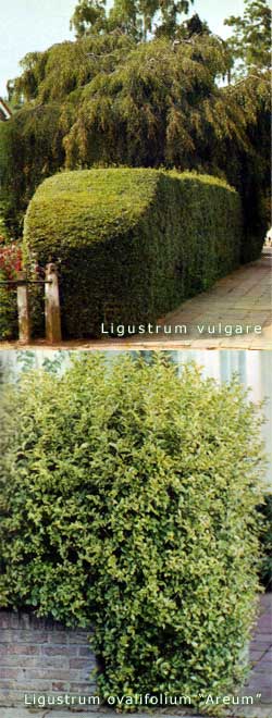 Goli sadnja korijen ligustruma vrecici u ili Ručak u