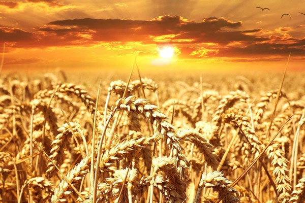 Dobar rod i omikron oborili globalne fjučerse pšenice