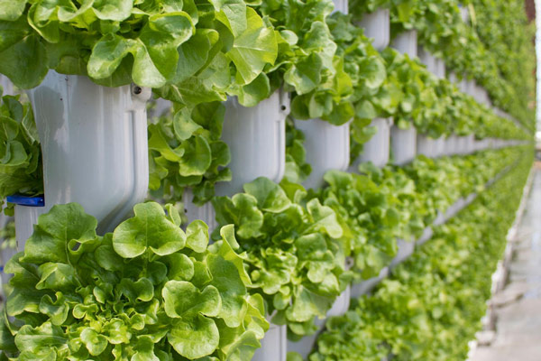 Vertikalne farme: Odgovor na izazove budućnosti uzgoja povrća u blizini urbanih sredina
