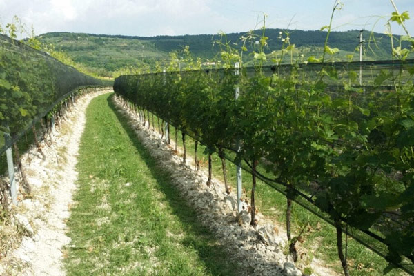 Uz pomoć zaštitne mreže sačuvajte grožđe od klimatskih ekstrema